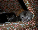 Кошки в Мур: Котёнок, 7 000 руб. - фото 2