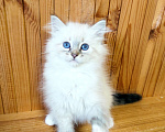 Кошки в Лермонтове: Котята няшки Мальчик, 20 000 руб. - фото 2