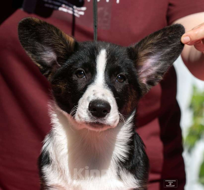 Собаки в Москве: Вельш корги кардиган щенок Мальчик, 60 000 руб. - фото 2