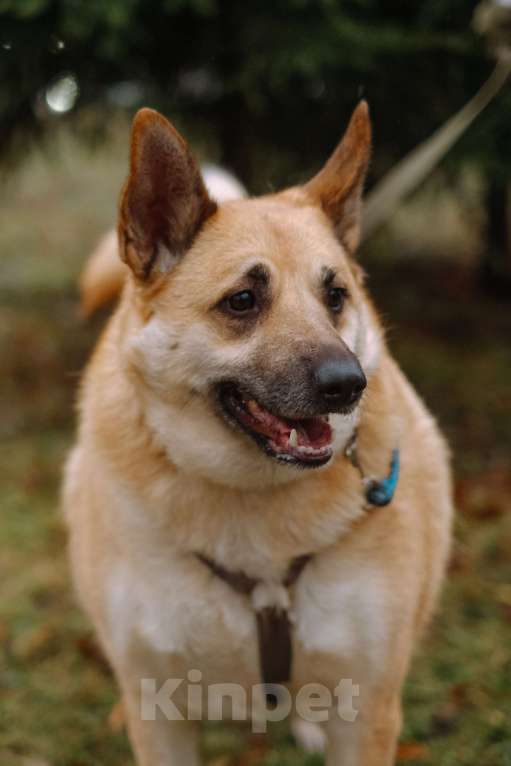 Собаки в Санкт-Петербурге: Собаки из приюта: смышлёная Катрин Девочка, Бесплатно - фото 4