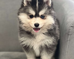 Собаки в Санкт-Петербурге: Мальчик помски  Мальчик, 80 000 руб. - фото 6