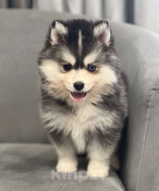 Собаки в Санкт-Петербурге: Мальчик помски  Мальчик, 80 000 руб. - фото 6