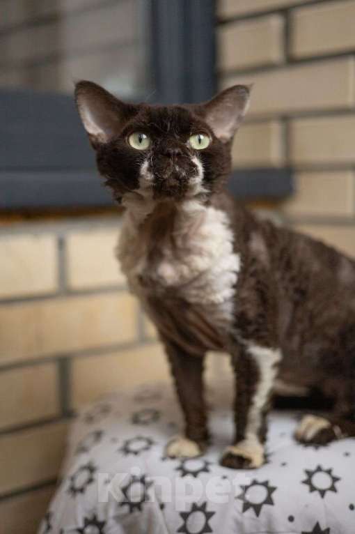 Кошки в Москве: Вязка экстрим тип Девон Рекс чемпион Мальчик, Бесплатно - фото 2