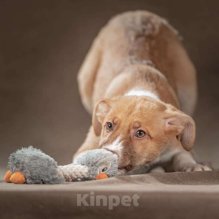 Собаки в Клине: Марсель — уравновешенный джентльмен, который хочет стать вашим достойным компаньоном Мальчик, Бесплатно - фото 3