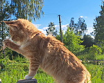 Кошки в Москве: Котенок из питомника Мальчик, 40 000 руб. - фото 2
