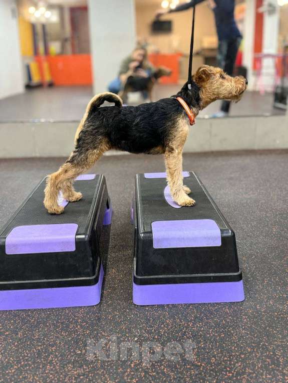 Собаки в Казани: Уматная девочка  Девочка, 45 000 руб. - фото 2