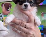 Собаки в Воронеже: папийоны щенки Девочка, 55 000 руб. - фото 1