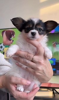 папийоны щенки