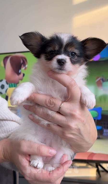 Собаки в Воронеже: папийоны щенки Девочка, 55 000 руб. - фото 1