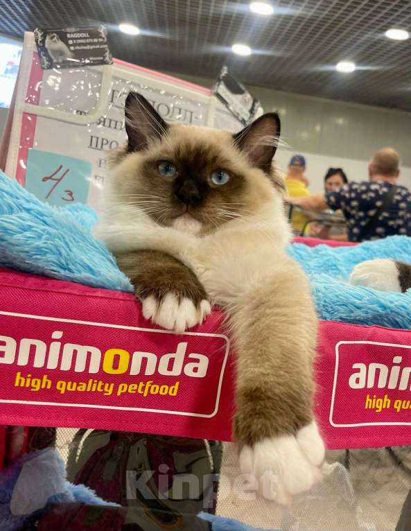 Кошки в Московском: котята рэгдолл Мальчик, 75 000 руб. - фото 5