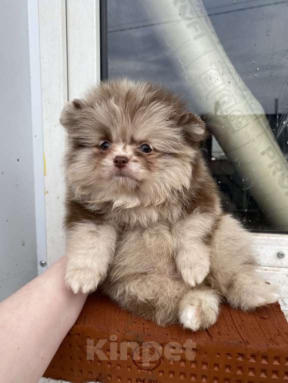 Собаки в Перми: Померанский шпиц от чемпиона с документами  Мальчик, 40 000 руб. - фото 2