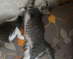 Кошки в Нижнем Новгороде: Котенок в добрые руки Девочка, Бесплатно - фото 3