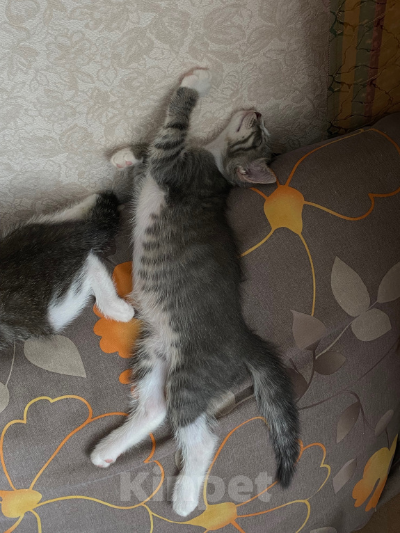 Кошки в Нижнем Новгороде: Котенок в добрые руки Девочка, Бесплатно - фото 3