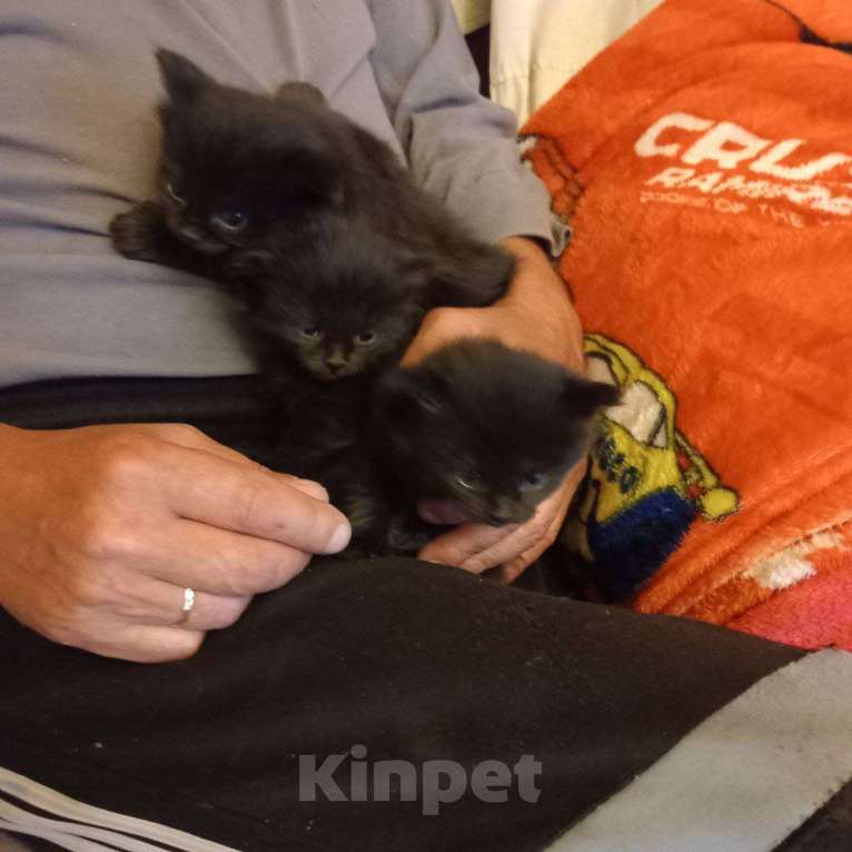 Кошки в Кирове: Отдам котят в хорошие руки. Или утоплю!:-) Мальчик, Бесплатно - фото 1