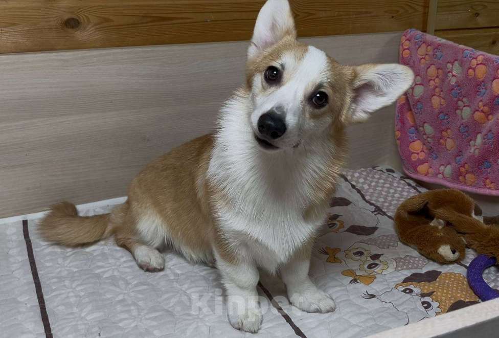 Собаки в Москве: Вельш корги пемброк девочка с хвостиком Девочка, 25 000 руб. - фото 6