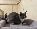 Кошки в Долгопрудном: Котенок в добрые руки Мальчик, Бесплатно - фото 5