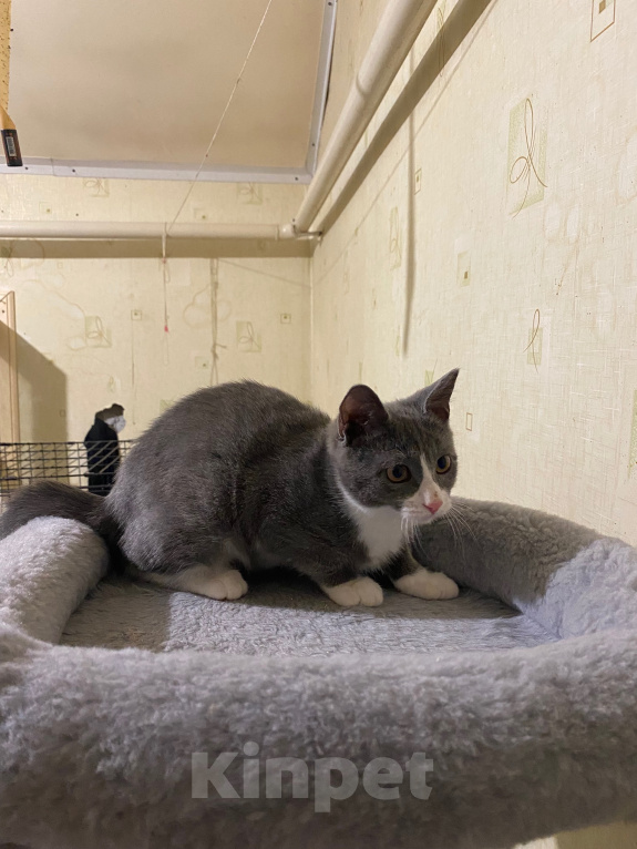Кошки в Долгопрудном: Котенок в добрые руки Мальчик, Бесплатно - фото 5
