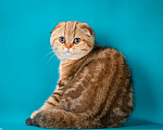 Кошки в Щербинке: золотая мраморная кошечка Девочка, 25 000 руб. - фото 9