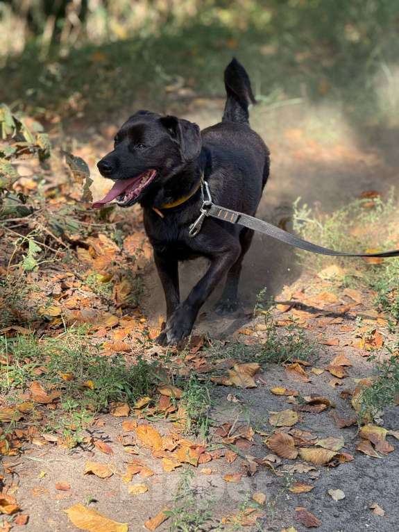 Собаки в Москве: Щенок Марио Мальчик, Бесплатно - фото 8