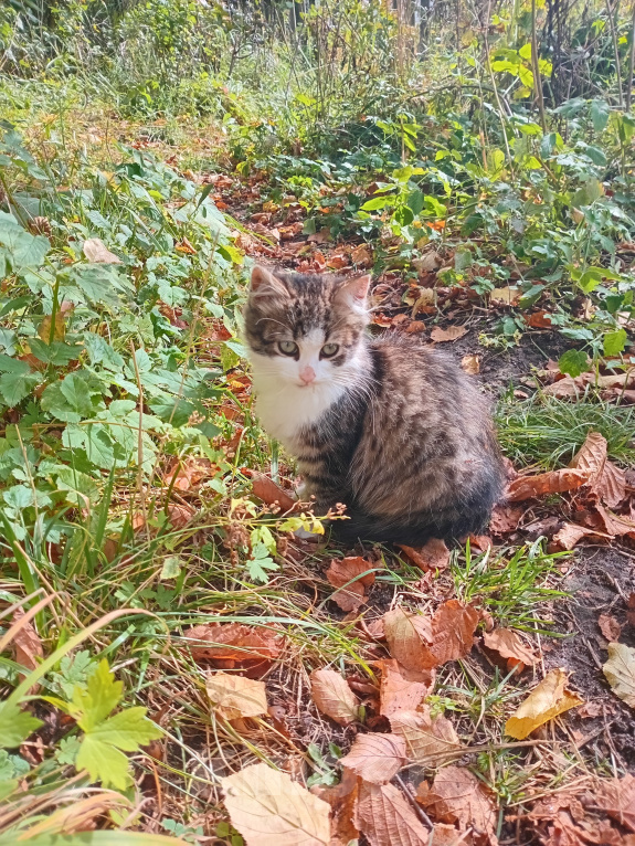 Кошки в Москве: Котенок Пушинка ищет дом Девочка, Бесплатно - фото 2