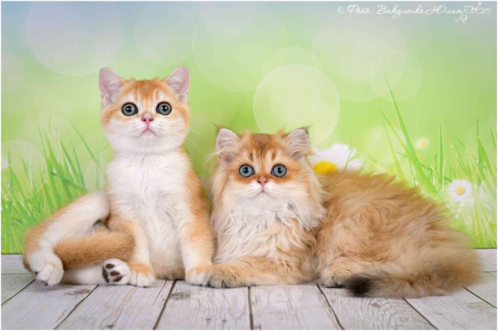 Кошки в Геленджике: Шотландский длинношерстный мальчик Мальчик, 25 000 руб. - фото 2