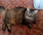 Кошки в Приозерске: Кот Маркиз ищет дом Мальчик, Бесплатно - фото 1