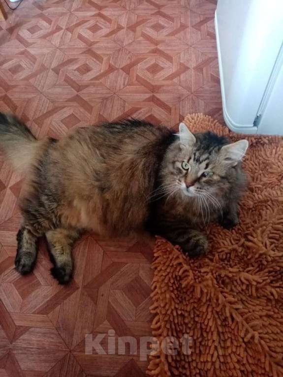 Кошки в Приозерске: Кот Маркиз ищет дом Мальчик, Бесплатно - фото 1
