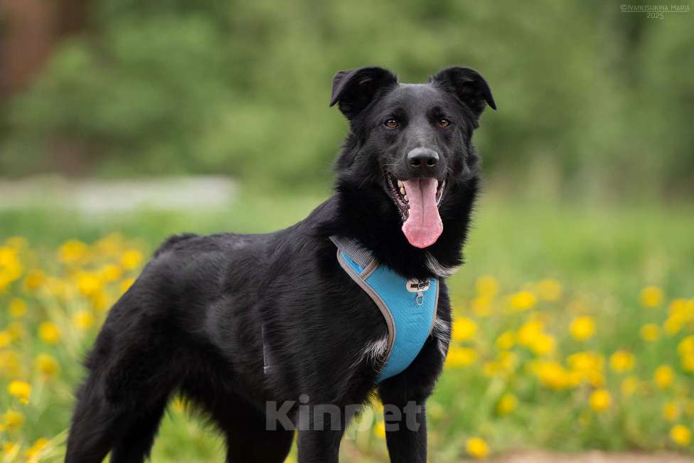 Собаки в Москве: Оникс - отгоняет от себя весь негатив Мальчик, Бесплатно - фото 5