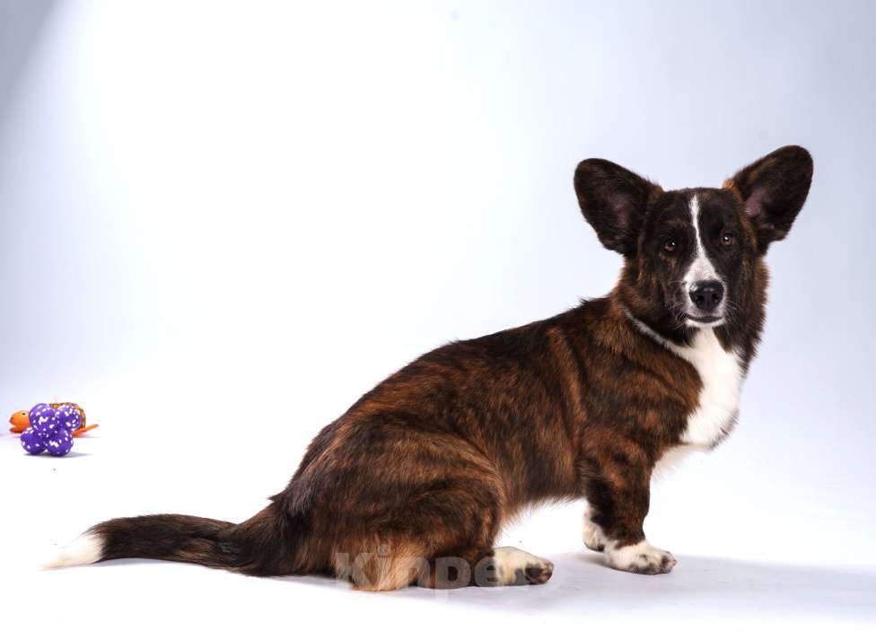 Собаки в Жуковском: Щенок без забот! Мальчик, 100 000 руб. - фото 5