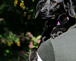 Собаки в Зеленогорске: Некрупная собака в добрые руки  Девочка, 100 руб. - фото 3