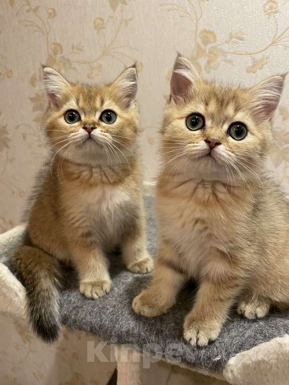 Кошки в Красногорске: Британская золотая шиншилла Девочка, 30 000 руб. - фото 2