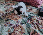 Кошки в Чите: Котята Мальчик, Бесплатно - фото 1