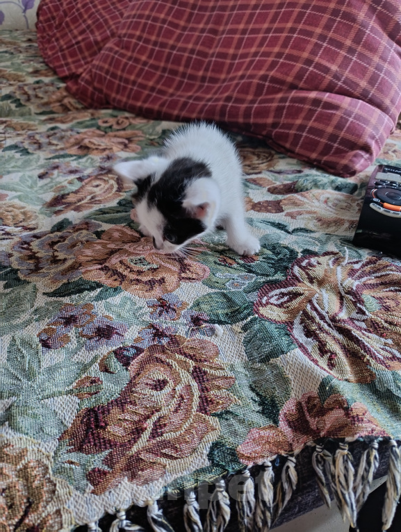 Кошки в Чите: Котята Мальчик, Бесплатно - фото 1