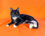 Кошки в Москве: Котик Манго Мальчик, Бесплатно - фото 2