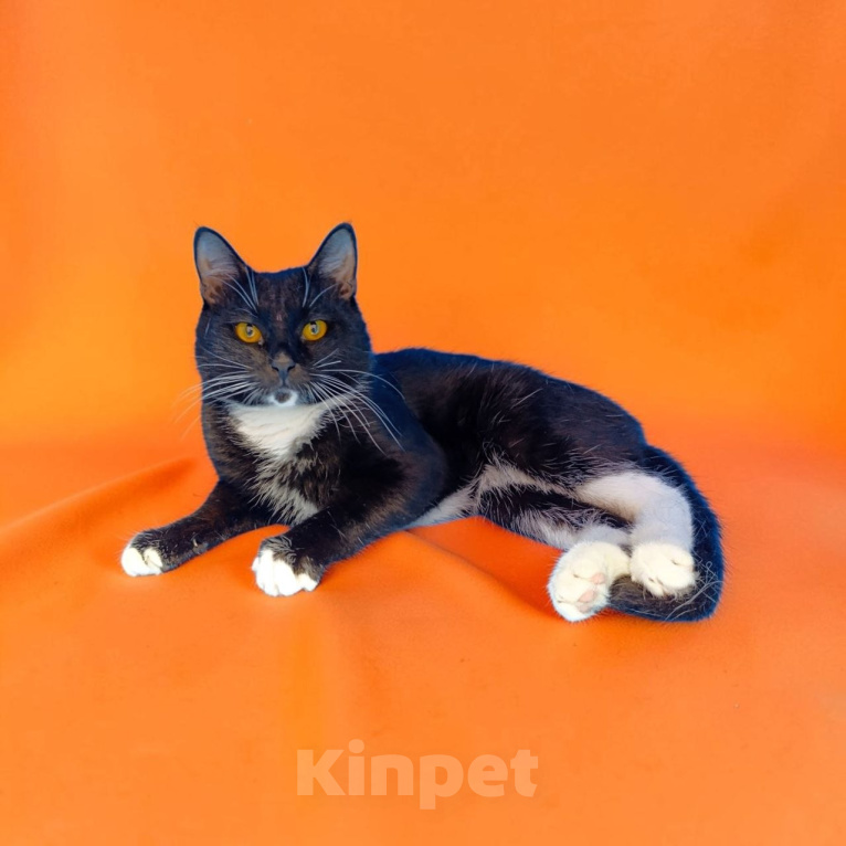 Кошки в Москве: Котик Манго Мальчик, Бесплатно - фото 2
