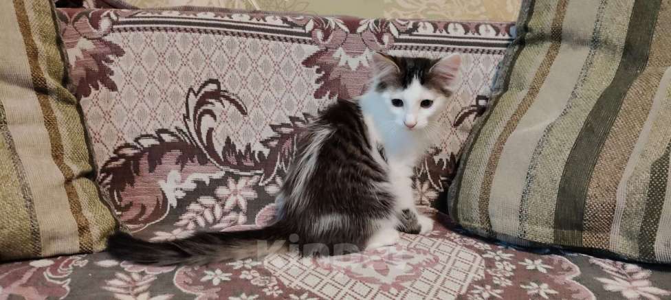 Кошки в других городах Воронежской области: Отдаю в хорошие руки  Мальчик, Бесплатно - фото 2