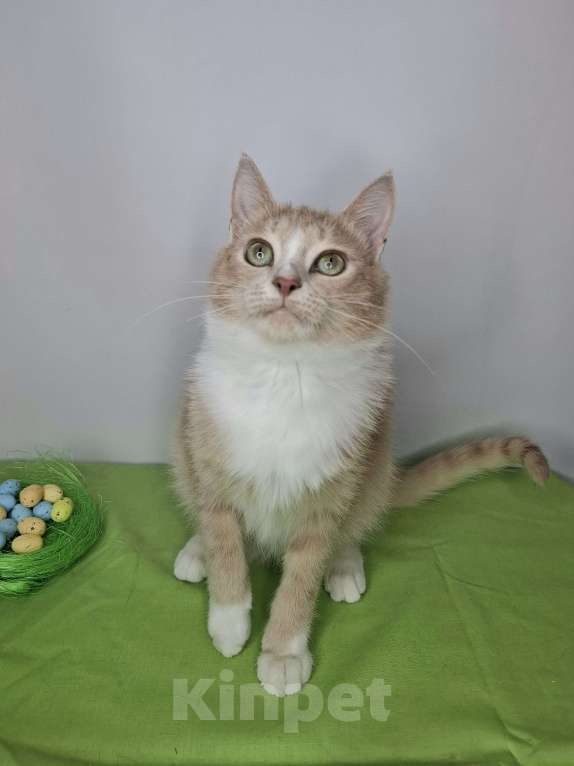 Кошки в Москве: Персиковый котик-подросток в добрые руки Мальчик, Бесплатно - фото 9