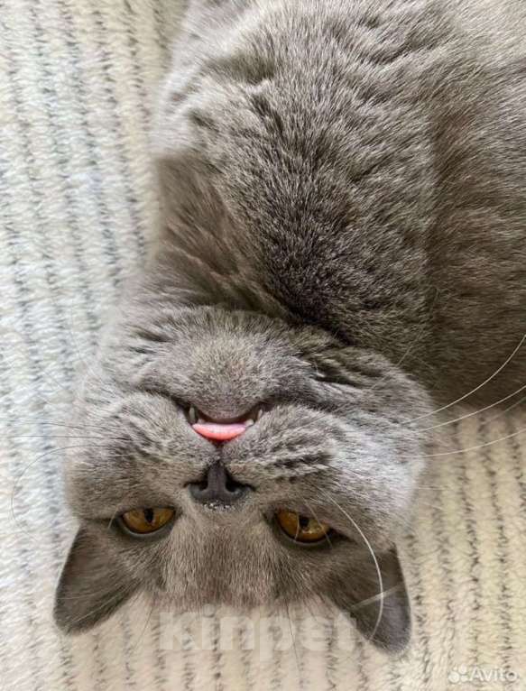 Кошки в Перми: Продам британскую кошечку Девочка, 1 900 руб. - фото 3