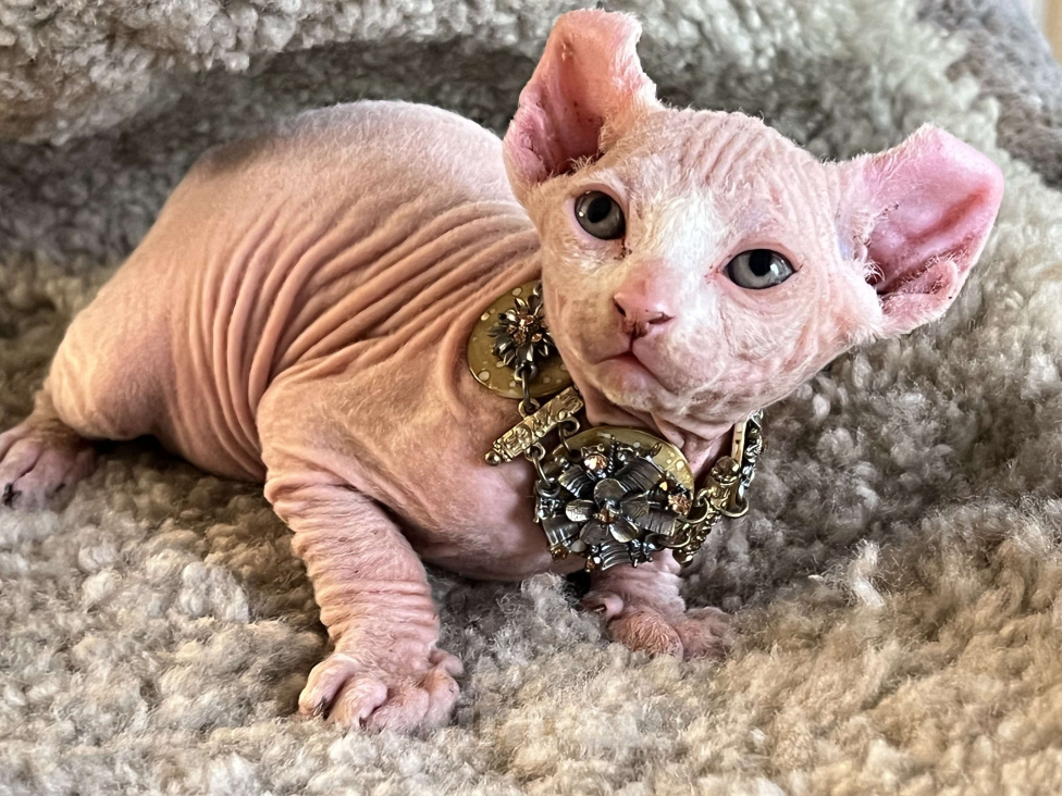 Кошки в Москве: Букет  Мальчик, 40 000 руб. - фото 4