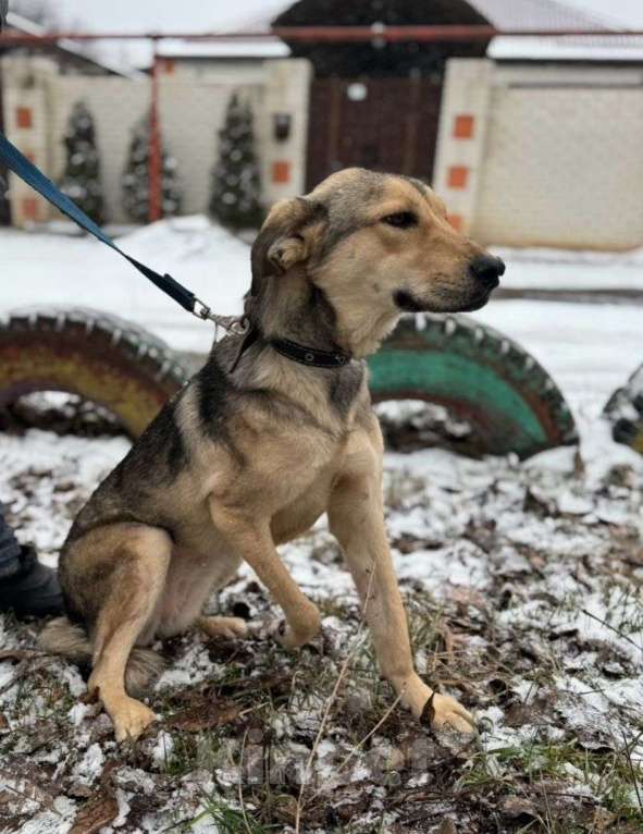Собаки в Ставрополе: Юна хочет домой Девочка, Бесплатно - фото 2