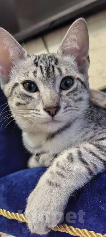 Кошки в Санкт-Петербурге: Котёнок Мау Ермак Мальчик, 50 000 руб. - фото 2