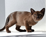 Кошки в Пензе: Бурмята Девочка, 30 000 руб. - фото 2