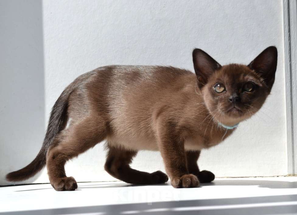 Кошки в Пензе: Бурмята Девочка, 30 000 руб. - фото 2