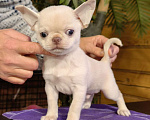 Собаки в Москве: Чихуахуа. Мальчик - Грэм Тайсон Мальчик, 50 000 руб. - фото 3