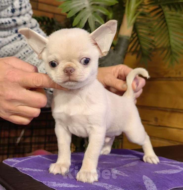 Собаки в Москве: Чихуахуа. Мальчик - Грэм Тайсон Мальчик, 50 000 руб. - фото 3