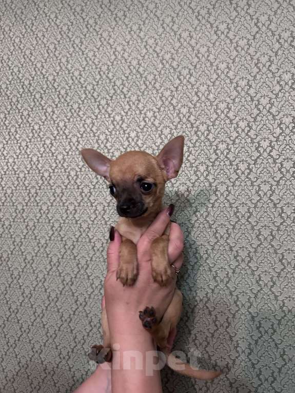 Собаки в Воронеже: Крошка-чихуахуа  Девочка, 20 000 руб. - фото 3