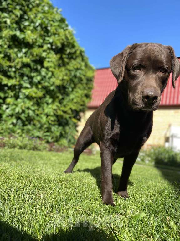 Собаки в Котельнике: Отдам в добрые руки Мальчик, 1 руб. - фото 4