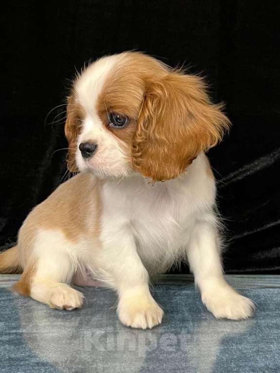 Собаки в Санкт-Петербурге: БЕСТ ИЛРЕАН КАДДИ Мальчик, 100 000 руб. - фото 2