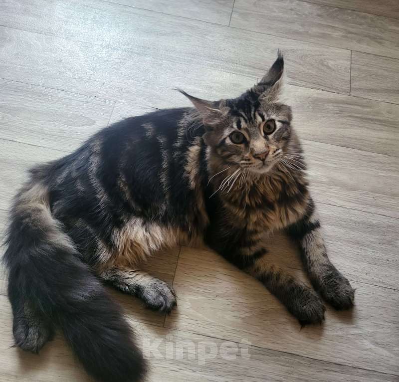 Кошки в Москве: Мейнкун Мальчик, 25 000 руб. - фото 4