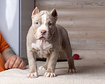 Собаки в Королеве: Американский булли Девочка, 150 000 руб. - фото 4